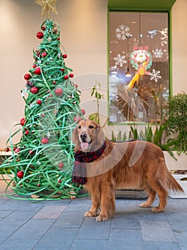 Golden Retriever standing next to the Christmas tree