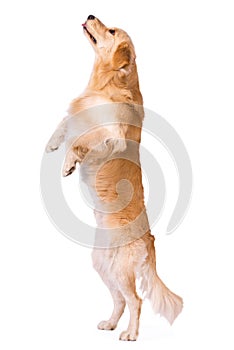 Golden Retriever standing showing tongue isolated on white
