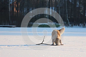 Golden Retriever is standing with stick in mouth. Winter.