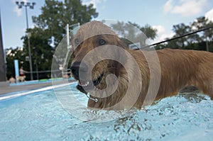 Golden Retriever Standing in a Swimming Pool