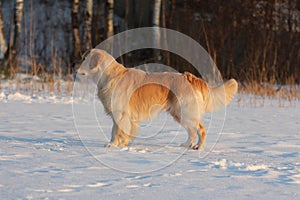 Golden Retriever is standing. Winter.