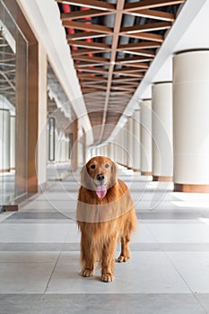 Golden Retriever stands alone with a long corridor in the background