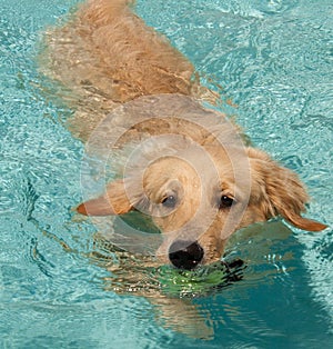 Golden Retriever Swimming 2