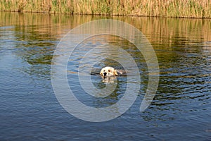Golden Retriever swimming in lake. Hound hunting in pond. Dog is exercising and training in reservoir.