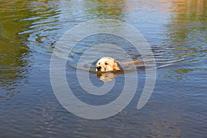 Golden Retriever swimming in lake. Hound hunting in pond. Dog is exercising and training in reservoir.