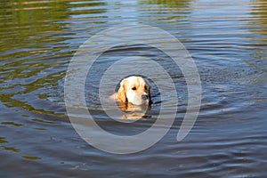 Golden Retriever swimming in lake. Hound hunting in pond. Dog is exercising and training in reservoir.