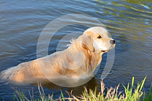 Golden Retriever swimming in lake. Hound hunting in pond. Dog is exercising and training in reservoir.