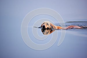 A Golden Retriever is swimming in the pond