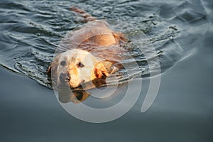 A Golden Retriever is swimming in the pond