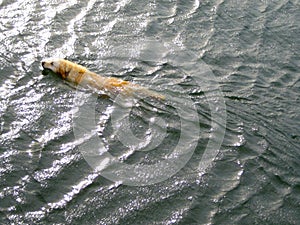 Golden retriever swimming in the water