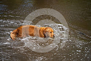 Golden retriever swmming in water on a cow farm in Australia