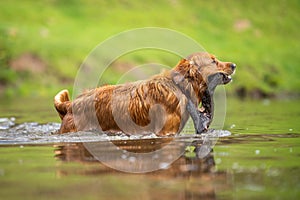 Golden retriever swmming in water on a cow farm in Australia