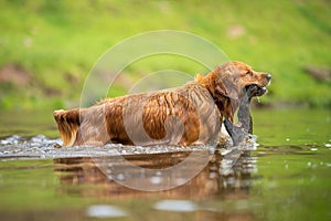 Golden retriever swmming in water on a cow farm in Australia