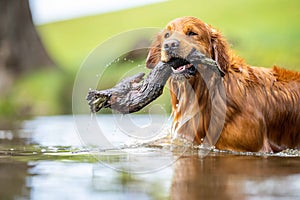 Golden retriever swmming in water on a cow farm in Australia