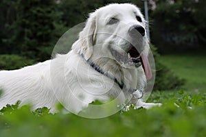 Golden retriever take a rest