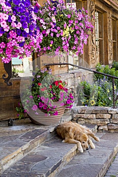 Éste perro perdiguero de oro tiene una duración tomando una siesta vistoso flor ollas 