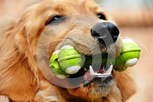 Golden retriever with toy