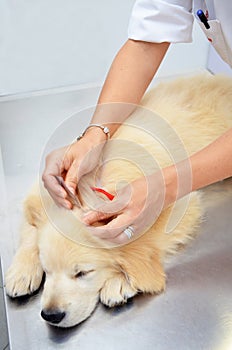 Golden retriever at vets