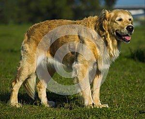 Golden Retriever Waiting For Command