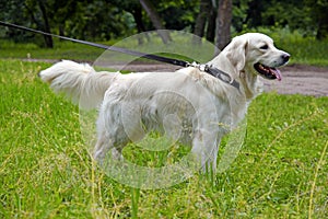 Golden retriever on the walk