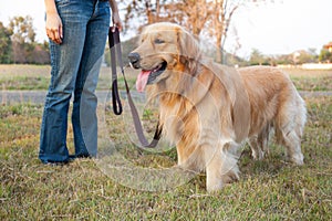 Golden Retriever walk on long lead at the park