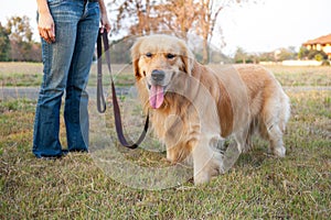 Golden Retriever walk on long lead at the park