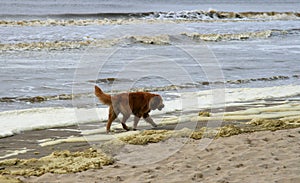 Golden retriever walking along the sea photo