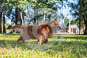 Golden Retriever walking on the grass in the park