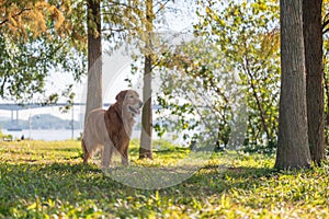 Golden Retriever walking on the grass in the woods