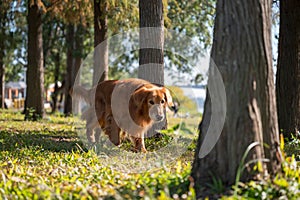 Golden Retriever walking on the grass in the woods