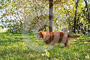 Golden Retriever walking on the grass in the woods