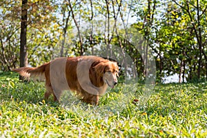 Golden Retriever walking on the grass in the woods