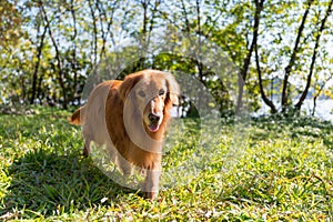 Golden Retriever walking on the grass in the woods