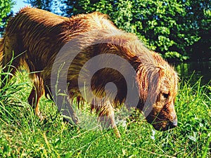 Golden retriever walking on grassy bank. Happy dog wet after swimming