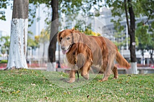 Golden retriever walking in the park