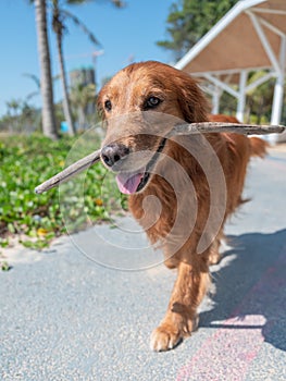 Golden Retriever walking with a tree branch in its mouth photo