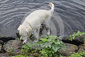 Golden Retriever in the water