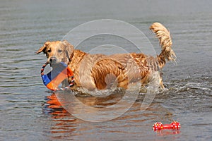 Golden retriever in water