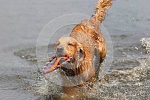 Golden retriever in water