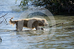 Golden Retriever in water