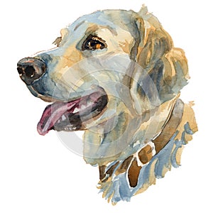 The golden retriever, watercolor hand painted dog