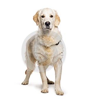 Golden retriever wearing a dog collar, isolated on white