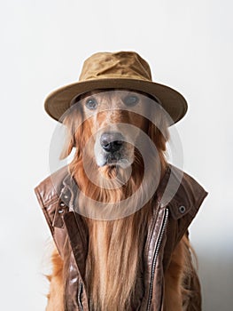 Golden Retriever wearing a leather vest and hat