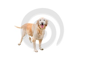 Golden retriever on white background