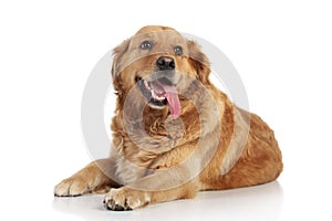 Golden Retriever on white background