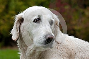 Golden retriever white female dog portrait