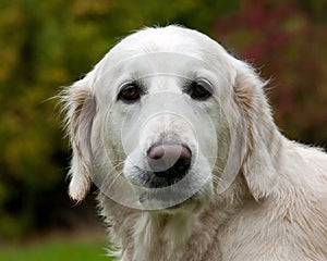 Golden retriever white female dog portrait