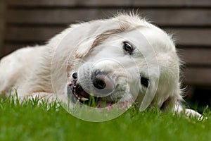 Golden retriever white female dog portraits, lies and gnaws at the marrow bone