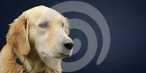 Golden retriever wide screen wallpaper