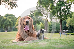 Golden Retrievers and kittens on the grass